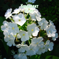 Комплект 5шт / Флокс метельчат..